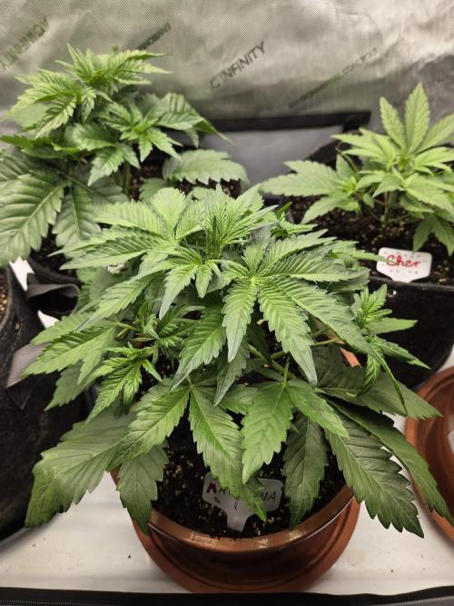 "Madonna" - Amnesia Haze. Week 4 - Day23