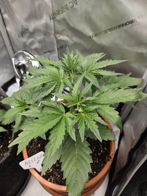 "Helene" - Dos Si Dos Auto. Week 4 - Day23