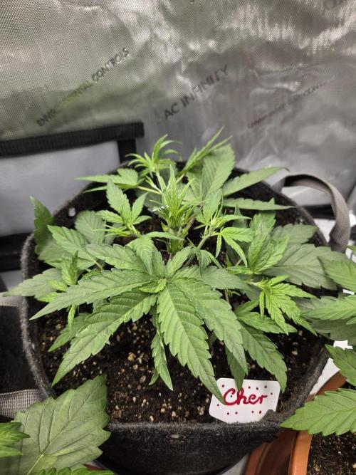 "Cher" - Old School Blues. Week 4 - Day24