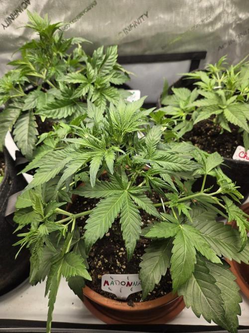 "Madonna" - Amnesia Haze. Week 4 - Day24