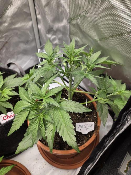 "Helene" - Dos Si Dos Auto. Week 4 - Day24