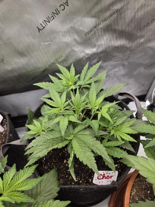 Old School Blues Auto. Week 4