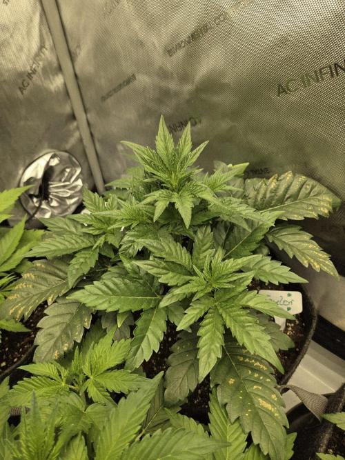 CLOUDLAB 642, Advance Grow Tent 4x2. Week 4