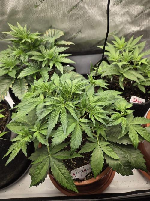CLOUDLAB 642, Advance Grow Tent 4x2. Week 4