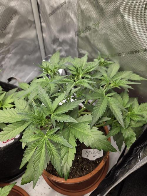 CLOUDLAB 642, Advance Grow Tent 4x2. Week 4