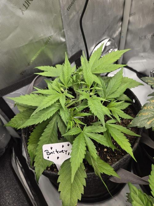 CLOUDLAB 642, Advance Grow Tent 4x2. Week 4