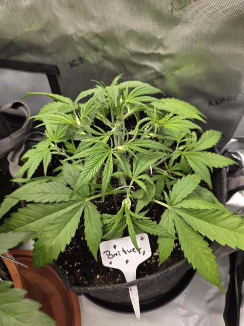 CLOUDLAB 642, Advance Grow Tent 4x2. Week 4