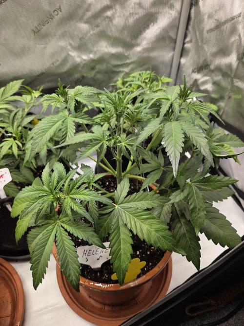 CLOUDLAB 642, Advance Grow Tent 4x2. Week 4