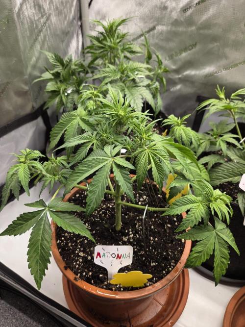 CLOUDLAB 642, Advance Grow Tent 4x2. Week 4