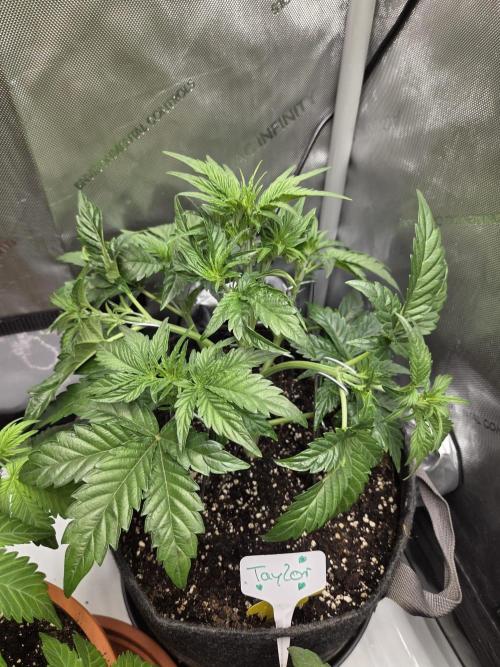CLOUDLAB 642, Advance Grow Tent 4x2. Week 4