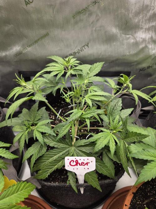 Old School Blues Auto. Week 4