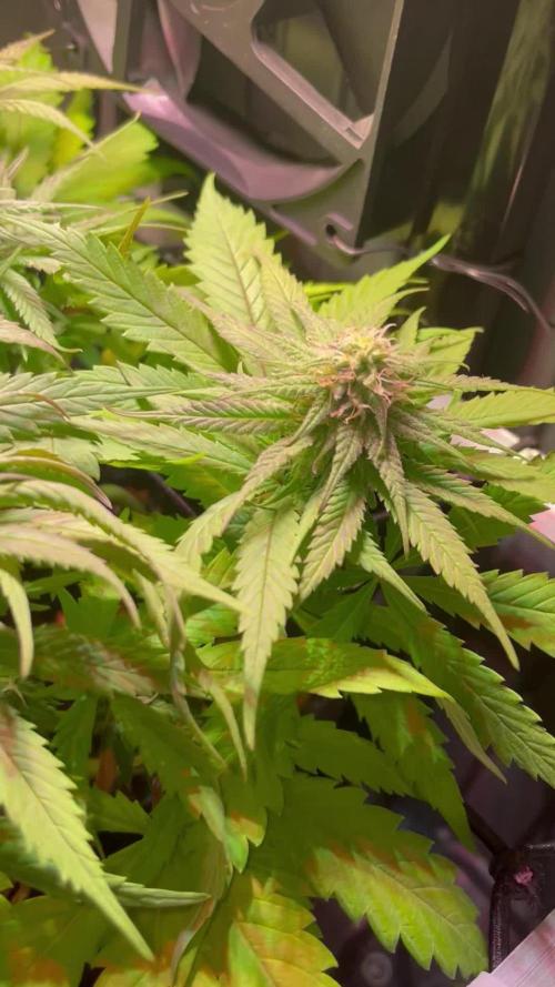 First Indoor Bonsanto Mini Grow Box