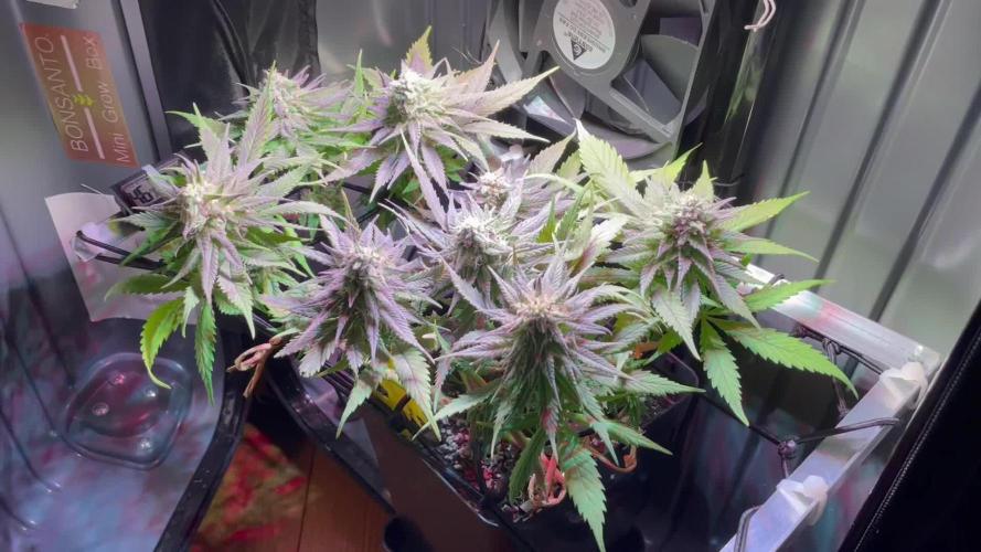 First Indoor Bonsanto Mini Grow Box