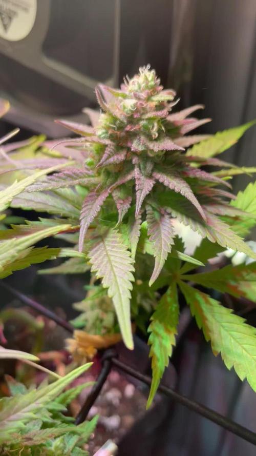 First Indoor Bonsanto Mini Grow Box