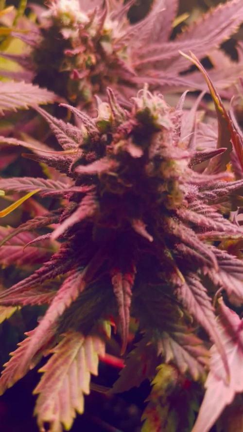 First Indoor Bonsanto Mini Grow Box