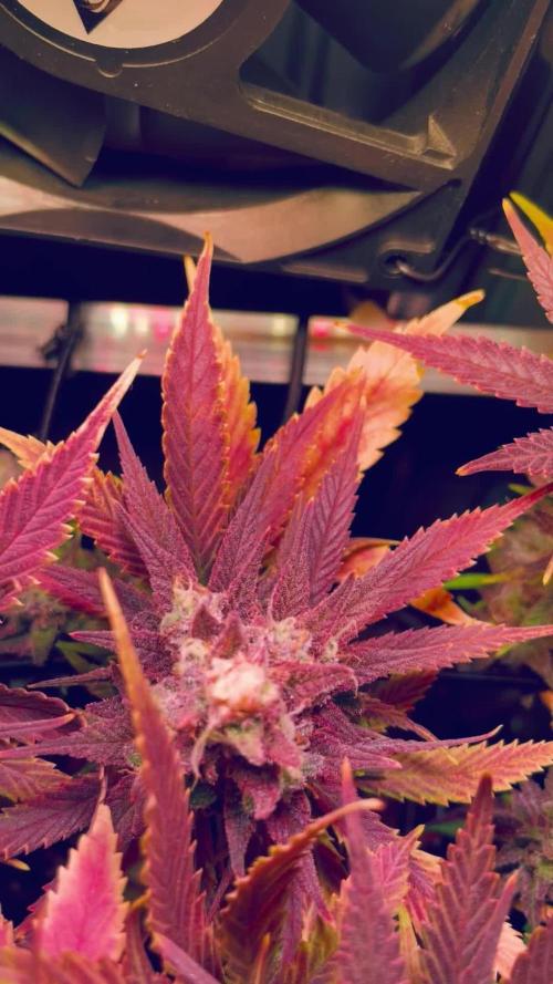 First Indoor Bonsanto Mini Grow Box