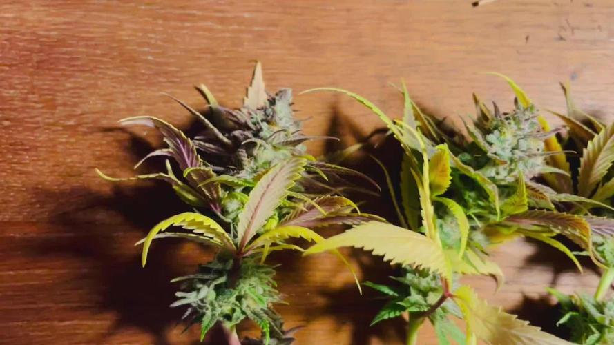 First Indoor Bonsanto Mini Grow Box