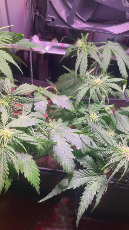 Bonsanto 2.Try Sweet Mango Auto + Bloody Skunk
