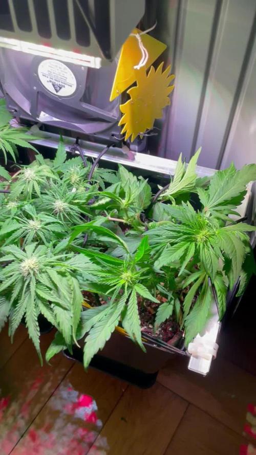 Bonsanto 2.Try Sweet Mango Auto + Bloody Skunk
