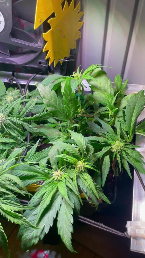 Bonsanto 2.Try Sweet Mango Auto + Bloody Skunk