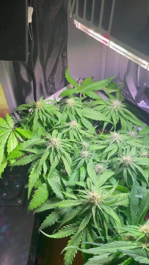 Bonsanto 2.Try Sweet Mango Auto + Bloody Skunk