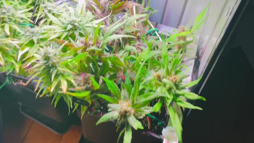 Bonsanto 2.Try Sweet Mango Auto + Bloody Skunk