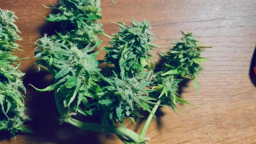Bonsanto 2.Try Sweet Mango Auto + Bloody Skunk
