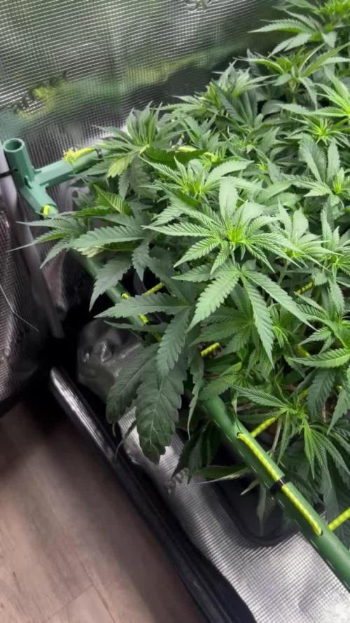 (Z)amnesia Haze
