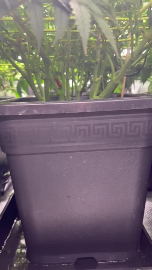 (Z)amnesia Haze
