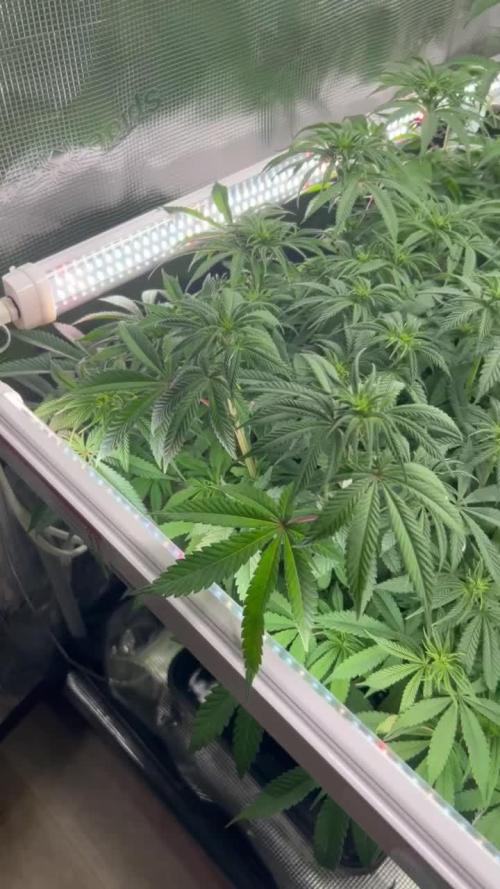 (Z)amnesia Haze
