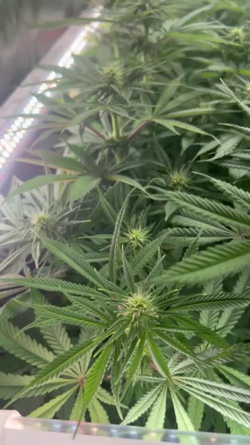 (Z)amnesia Haze