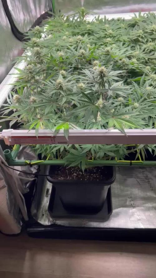 (Z)amnesia Haze