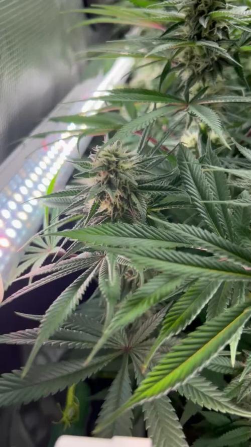Lemon Power Haze