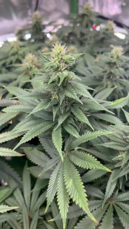 Lemon Power Haze