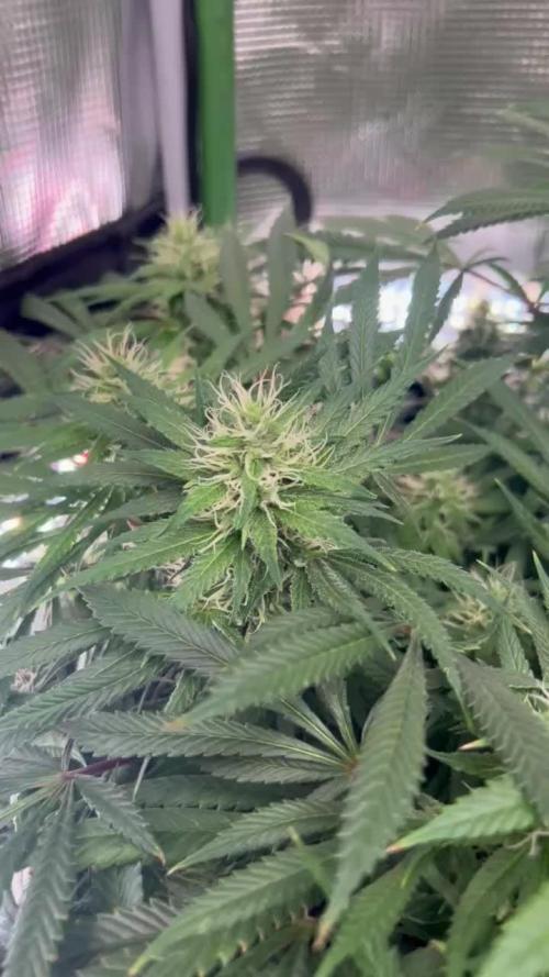 (Z)amnesia Haze