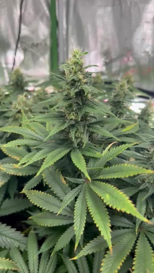 Lemon Power Haze