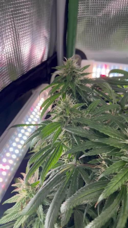 (Z)amnesia Haze