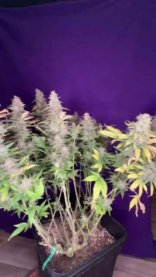 Lemon Power Haze