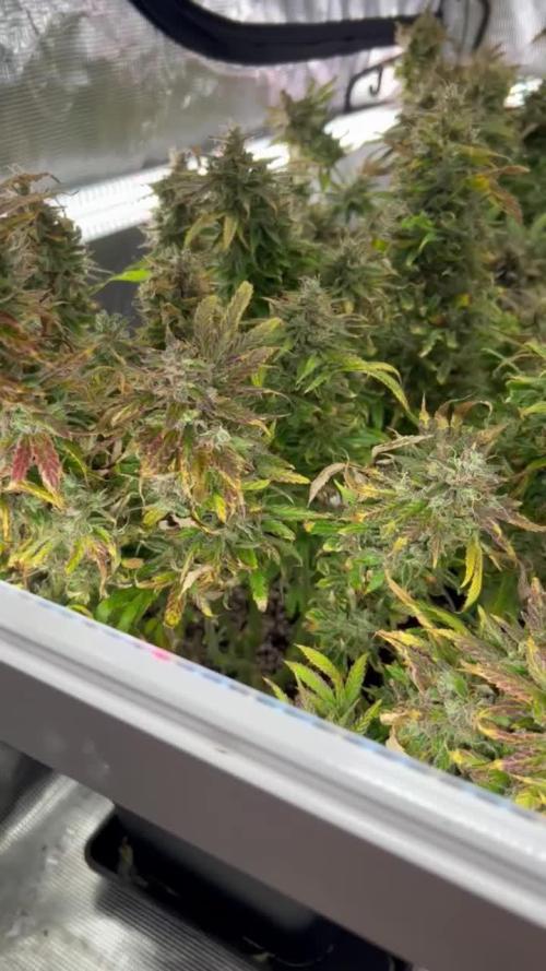 (Z)amnesia Haze