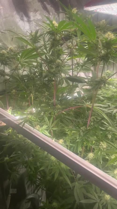 Chilled Cherry ltd. | DWC