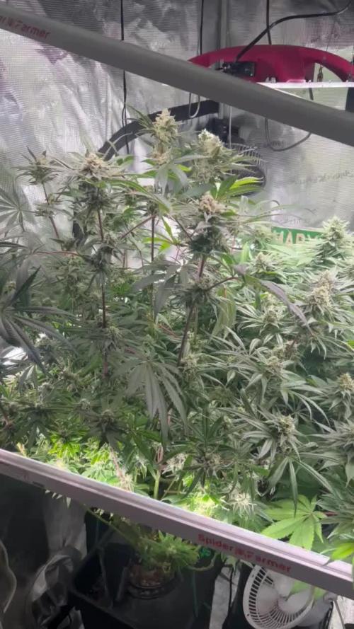 Chilled Cherry ltd. | DWC