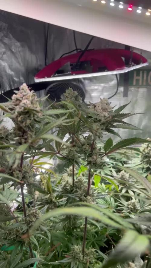 Chilled Cherry ltd. | DWC