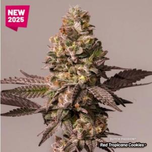 Comment by Schnabeldino photo #1