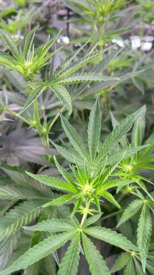 Red Tropicana Cookies ltd.