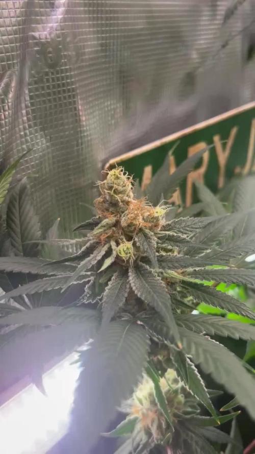 Red Tropicana Cookies ltd.