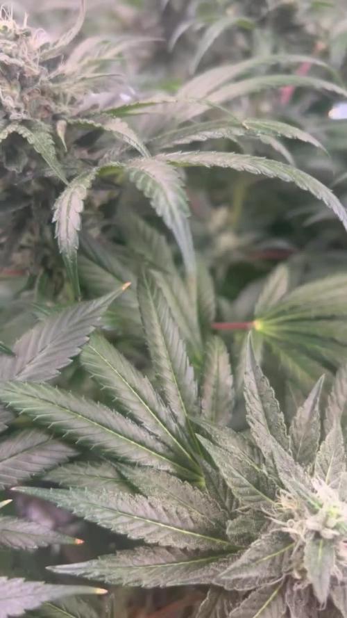 Red Tropicana Cookies ltd.