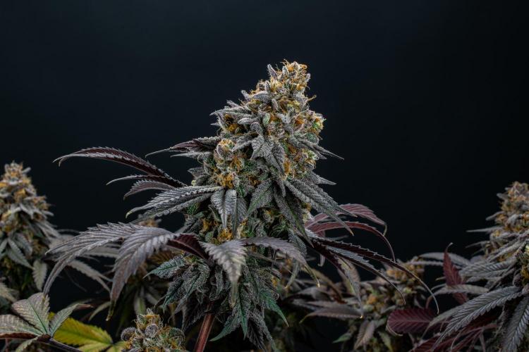 Lemon Cherry Runtz. Week 16