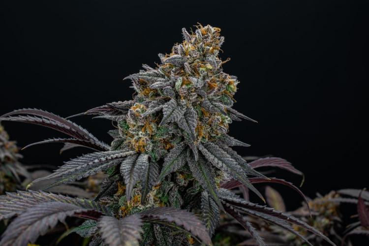 Lemon Cherry Runtz. Week 16