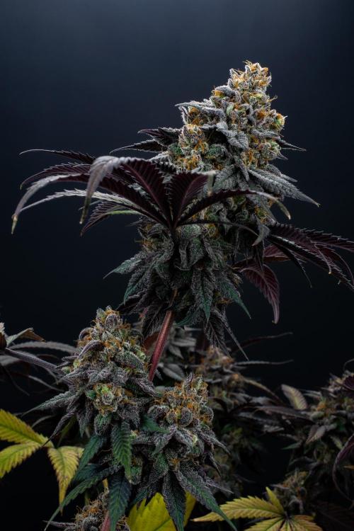 Lemon Cherry Runtz. Week 16