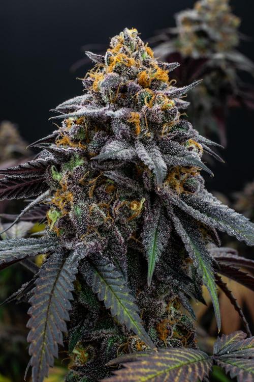 Lemon Cherry Runtz. Week 16